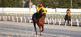 コパノパサディナ