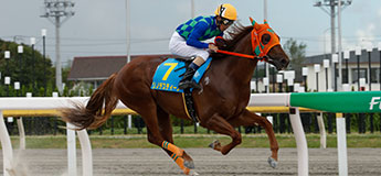 リノデスティーノ