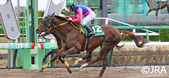 メイショウハリオ