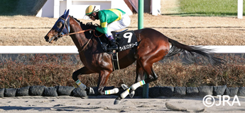 ウィルソンテソーロ