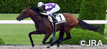 サンライズジパング