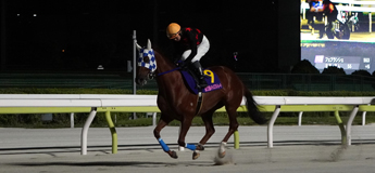 マテリアルガール