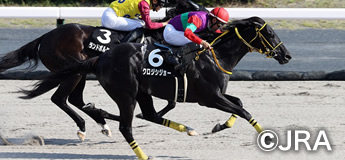 クロジシジョー