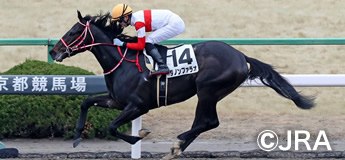 ダノンファラオ